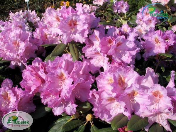 Rhododendron Ernest Inman